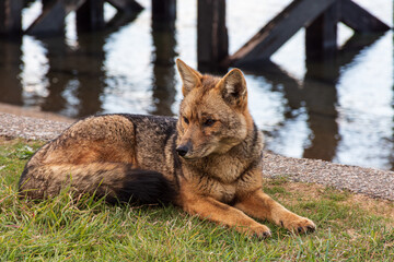 Close-up view of South American gray fox in Los Alerces National Park, Patagonia, Argentina