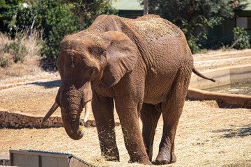 Fototapeta premium Elefante