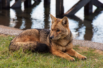 Close-up view of South American gray fox in Los Alerces National Park, Patagonia, Argentina