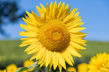 Naklejka premium Girasole