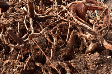 Root from tree from peat bogs. Roots from trees after draining a swamp for peat and oil extraction. Stumps, Dead trees and pile of wood roots after clear in the bog at peatlands production areas