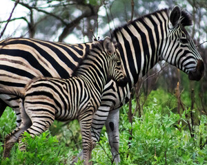 Fototapeta na wymiar Mother zebra and foal in Kruger National Park, South Africa