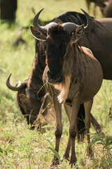 Wanderung der Gnus