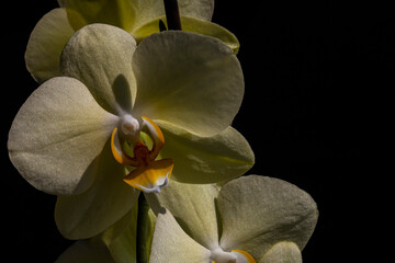 Orchidea