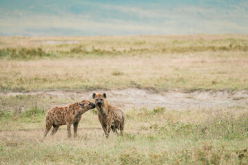 Zwei Tuepfelhyaene im Ngorongoro Krater