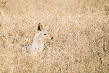 Schabrackenschakal im Ngorongoro Krater