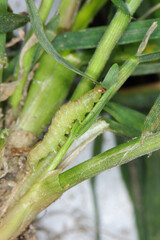 moth caterpillar of the family Noctuidae (owlet moths, ermyworm) feeding on young plants of winter cereals in the autumn period. it is a dangerous pest.