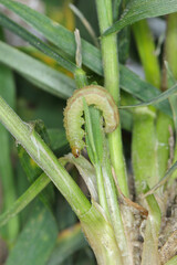 moth caterpillar of the family Noctuidae (owlet moths, ermyworm) feeding on young plants of winter cereals in the autumn period. it is a dangerous pest.