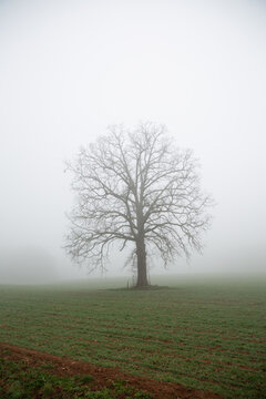 single bare limbed tree in fog
