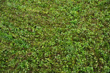 Eichhornia crassipes or Common water hyacinth and many garbage on surface of water in Sakae Krang river at Uthaithani city in Uthai Thani, Thailand