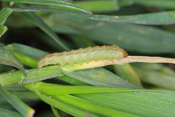 moth caterpillar of the family Noctuidae (owlet moths, ermyworm) feeding on young plants of winter cereals in the autumn period. it is a dangerous pest.