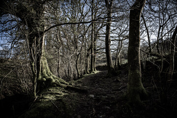 Obraz premium trees in the woods