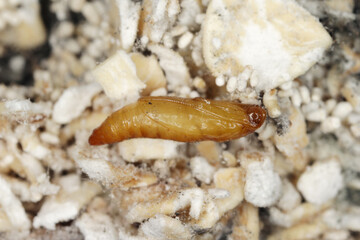 The almond moth or tropical warehouse moth Cadra cautella Pyralidae. It is a stored-product pest. Pupa on the eaten product - high magnification.
