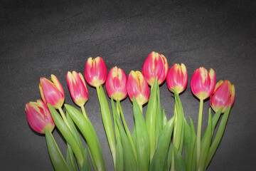 Colorful tulips on dark background