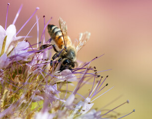 Bee collecting nectar at a blossom