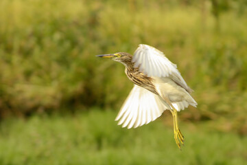 Indian Pond Heron in Flight.
Bird in flight with green background.