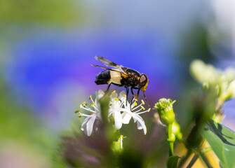 Macro of a pellucid fly