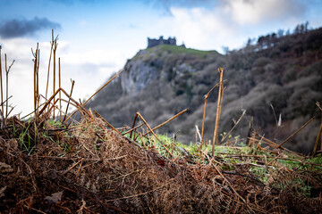 grass in the mountains