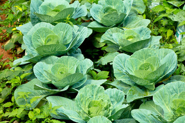 Fresh raw cabbage in a home vegetable garden