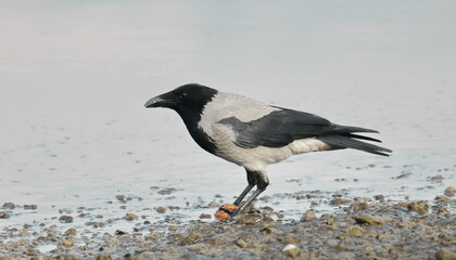 Hooded crow and walnut in water, Corvus corone cornix