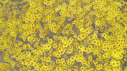 Close up of the yellow flower from a guayacán tree; Guaiacum sanctum; that flowers only once a year slowly zooming out