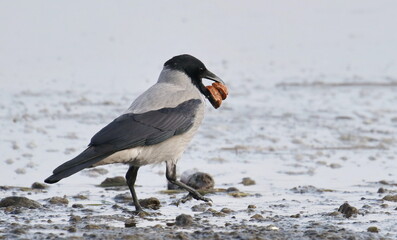 Hooded crow and walnut in water, Corvus corone cornix