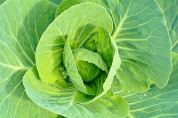 Fototapeta premium Fresh raw and organic cabbage leaves as texture, background