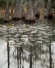 Sumpfzypressen am Ufer des Campbell Lake