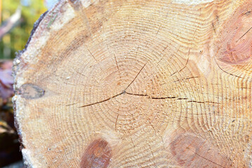 Wooden structure. Cross sectional cut end of log showing the pattern and texture created by the growth rings. Section through trunk of the wood. Annual ring on a sawn through tree. Natural material