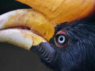 portrait vom Rhinozerosvogel, Buceros rhinoceros