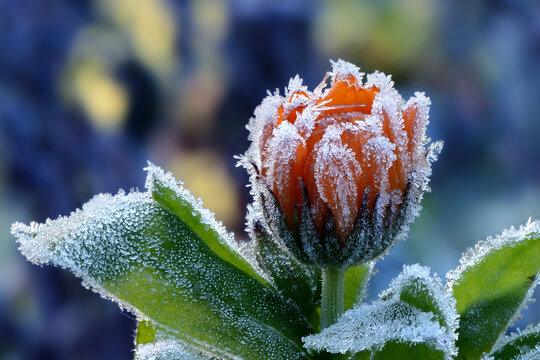 Blumen 1310