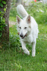 Weisser Sch&auml;ferhund apportiert