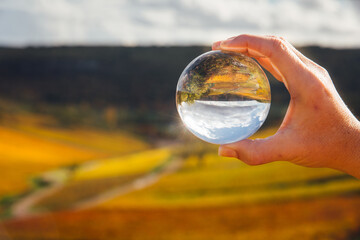 une boule de cristal dans les vignes automnales. L'avenir du vignoble. un paysage de vignes en automne