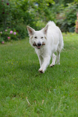 Weisser Sch&auml;ferhund mit Tannenzapfen
