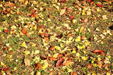 View of bright fallen leaves , Momiji and Gingko, at Hikone Castle Park in Shiga, Japan - 日本 秋の紅葉 落ち葉 滋賀県 彦根城