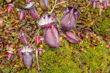 group of some pitchers of the Albany Pitcher Plant Cephalotus follicularis in natural habitat close to Walpole in Western Australia