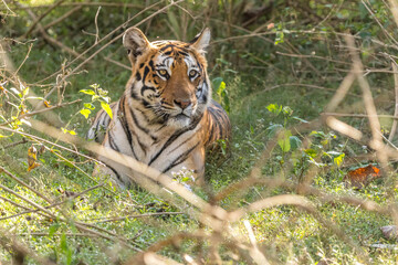 Female Tiger portrait in relaxing mood at Bandipur National Park or Tiger Reserve
