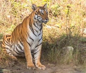 Female tiger at Bandipur tiger reserve, Karnataka