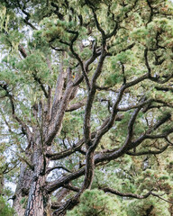 Kanarische Kiefer (Pinus canariensis)