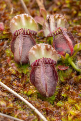 pitchers of Cephalotus follicularis (Albany Pitcher Plant) seen in natural habitat close to Walpole in Western Australia