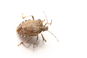 Macro bug isolated Picromerus bidens.