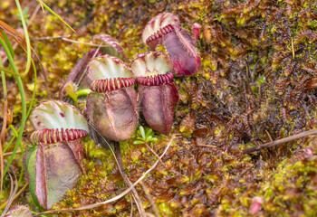 four pitchers of the Albany Pitcher Plant (Cephalotus follicularis) in natural habitat close to Walpole in Western Australia