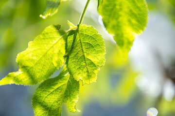 Green leaves on a sunny day
