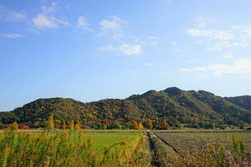 Fototapeta na wymiar Rice field and rural mountain view in Shiga, Japan - 日本 滋賀県 お米の水田 田舎の田園風景