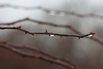 Moisture drops on a rosehip branch after rain