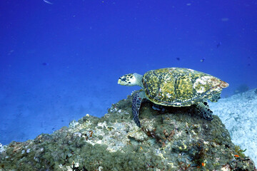 Sea Turtle