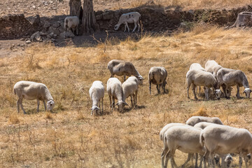 View of flock of sheep on mountains, grazing farmland field