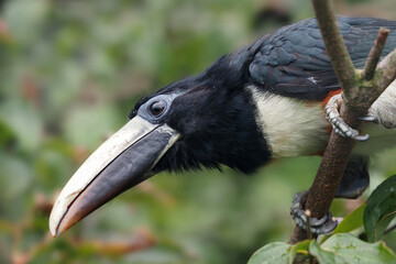 ein Tukan aus Südamerika als Portrait: Schwarzkehlarassari, Pteroglossus aracari
