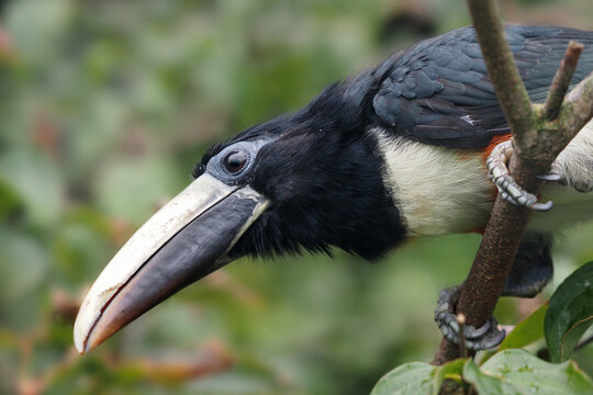ein Tukan aus S&uuml;damerika als Portrait: Schwarzkehlarassari, Pteroglossus aracari