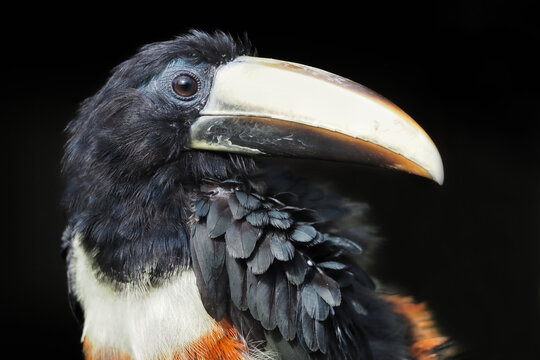 ein Tukan aus S&uuml;damerika als Portrait vor schwarzem Hintergrund: Schwarzkehlarassari, Pteroglossus aracari